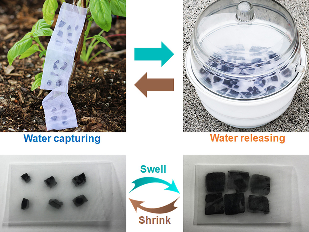 graphic showing the water harvesting process